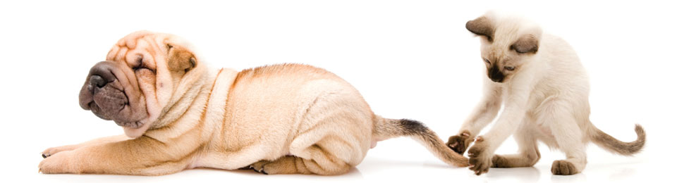 All Paws Vets About Us Header All Paws Vets About Us Header