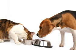 BehaviouralCounseling BehaviouralCounseling
