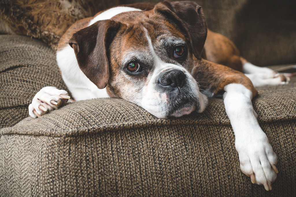 Old Boxer Dog Old Boxer Dog