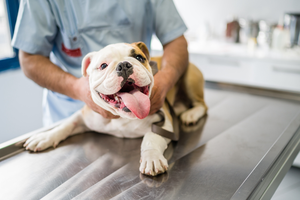 Cute dog on operating table in hands of vet Cute dog on operating table in hands of vet