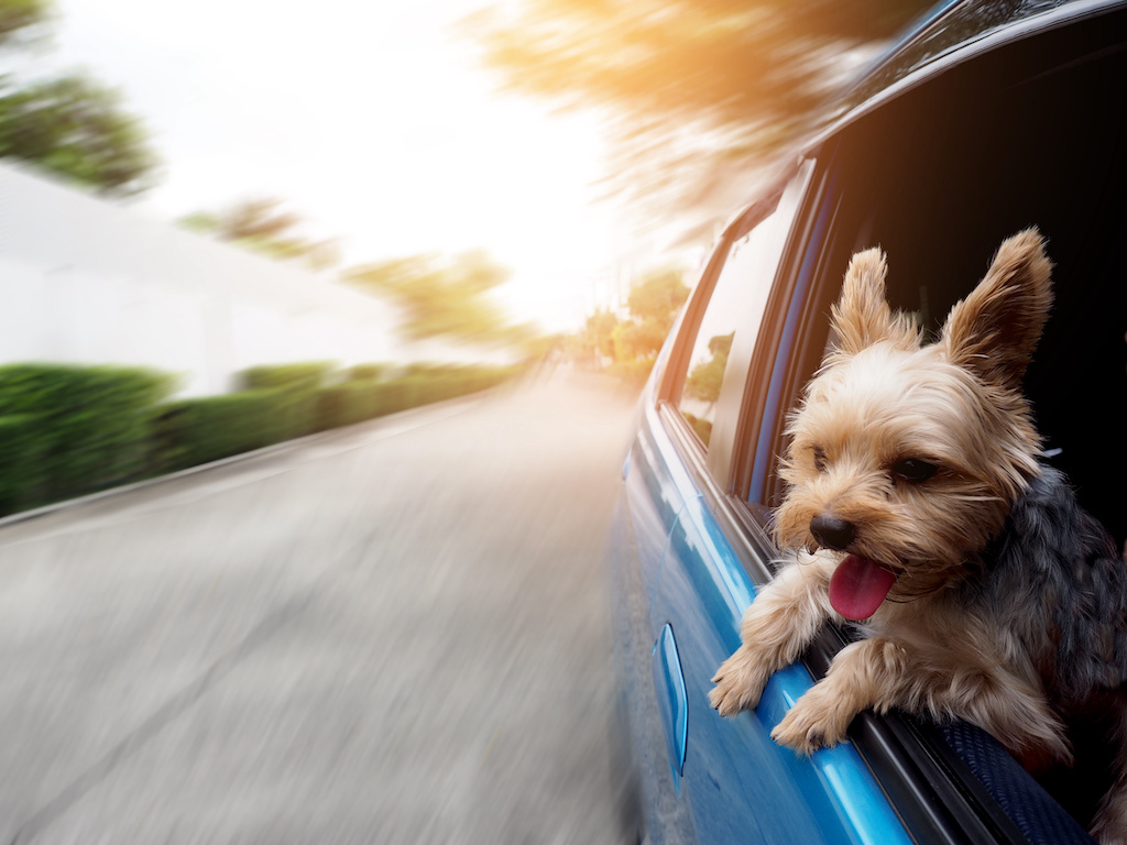 A happy Yorkshire Terrier dog is hanging is tongue out of his mouth and ears blowing in the wind as he sticks his head out a moving and driving car window. OLYMPUS DIGITAL CAMERA