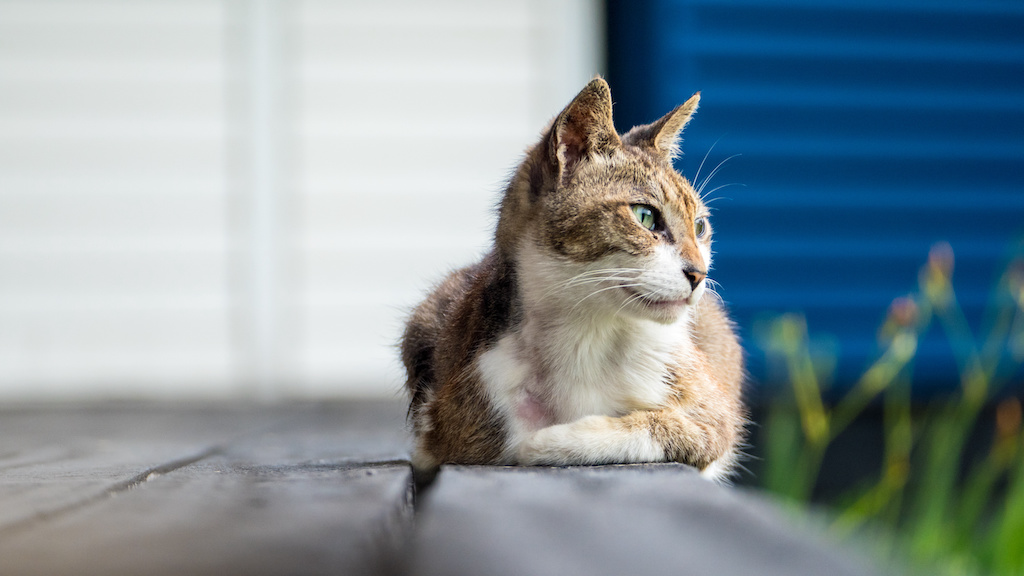 The Old cat sleeping on a wooden floor with blur background