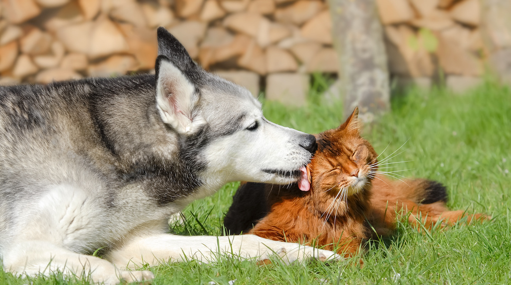 Siberian Husky dog licking Somali cat, lying together side by side in a green grass meadow in a garden, a close friendship