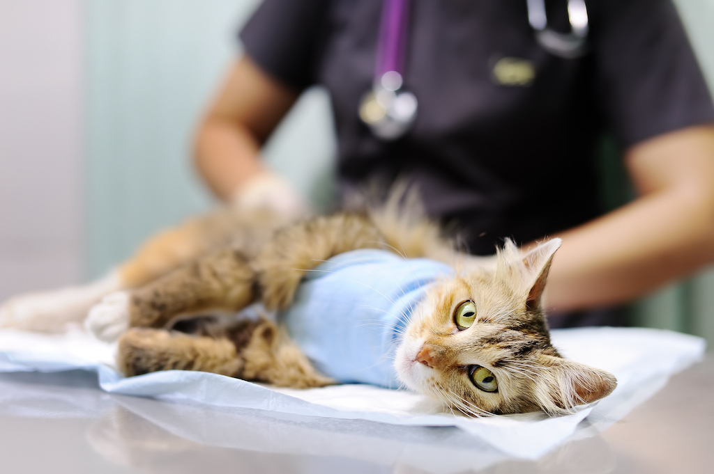 Female veterinary doctor puts the bandage on the cat after surgery Female veterinary doctor puts the bandage on the cat after surgery. Sterilization for domestic pets