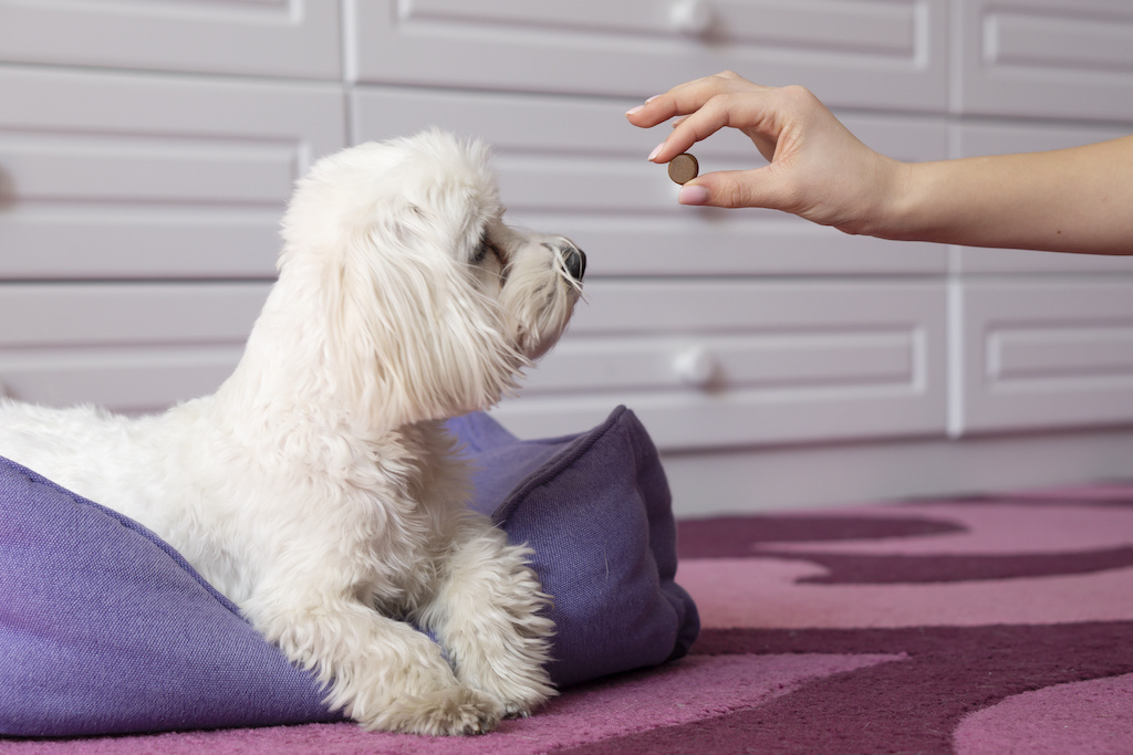 Human hand gives the maltese dog tablet protection tick . Tick And Flea Prevention concept . Human hand gives the maltese dog tablet protection tick . Tick And Flea Prevention concept .