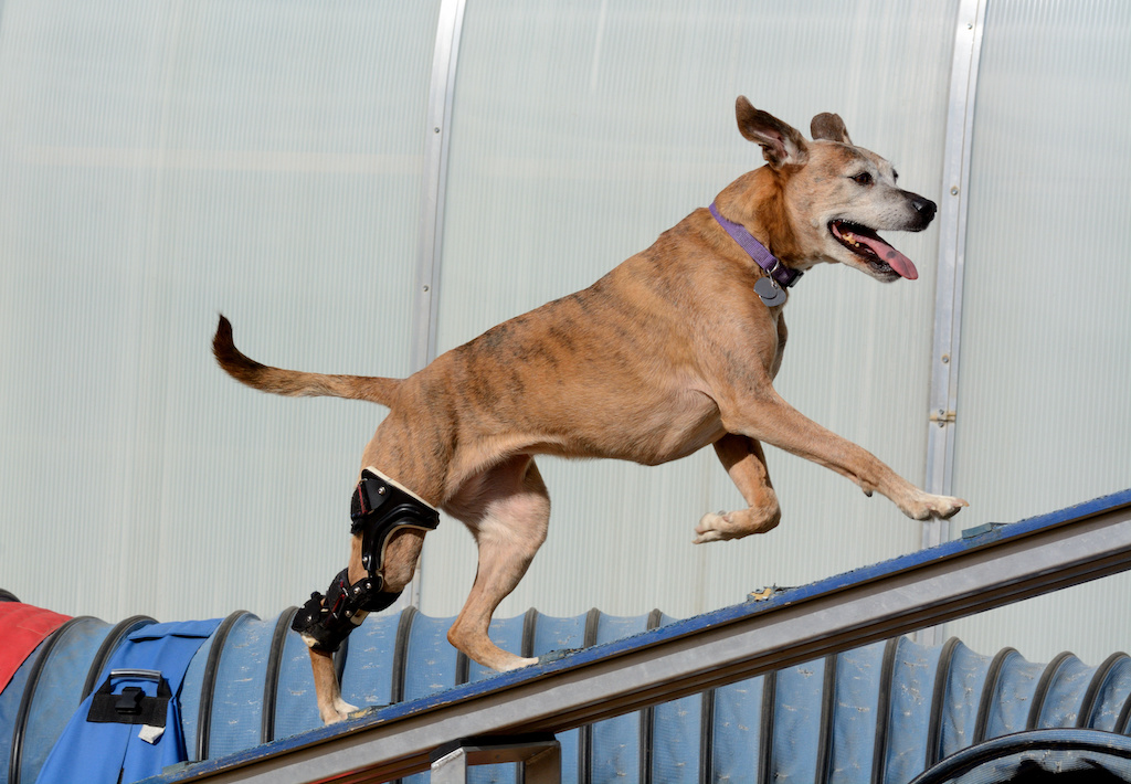 Older mixed breed boxer dog with orthotic device running up a dog walk plank Older mixed breed boxer dog with orthotic device running up a dog walk plank
