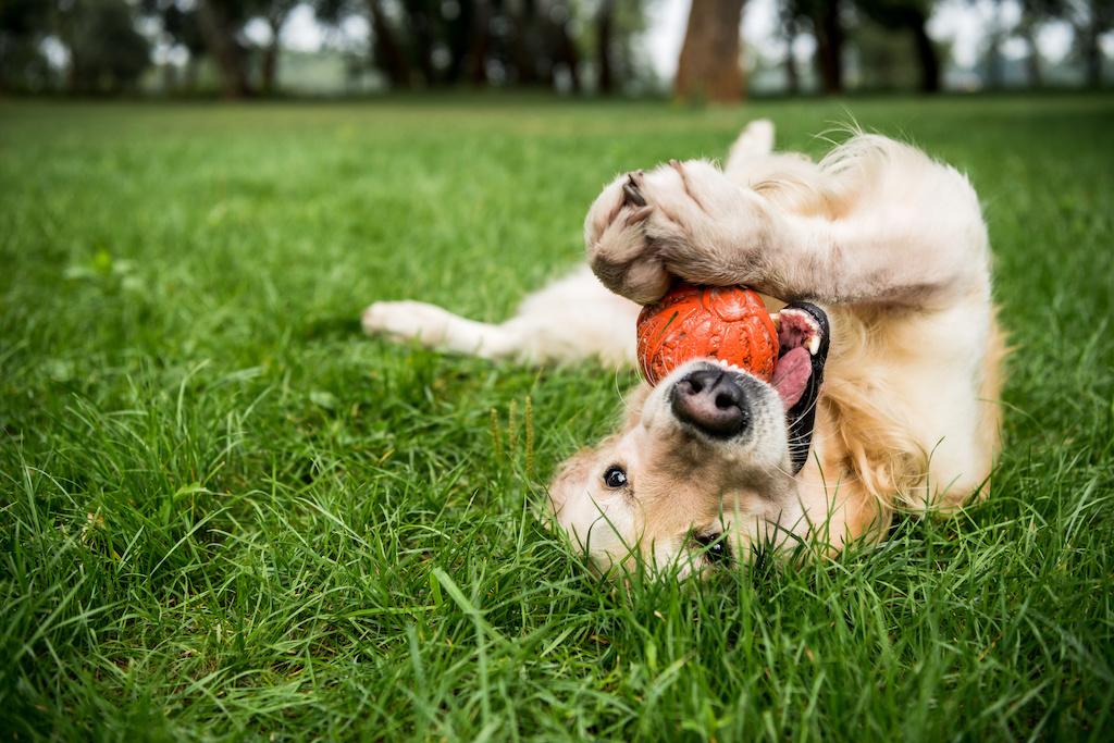 selective focus of golden retriever dog playing with rubber ball on green lawn