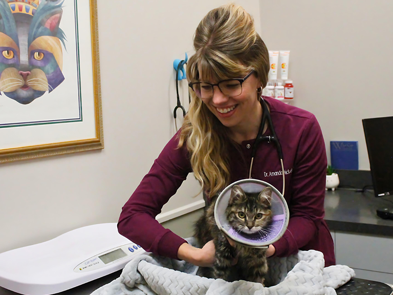 Spay-and-Neuter Spay-and-Neuter