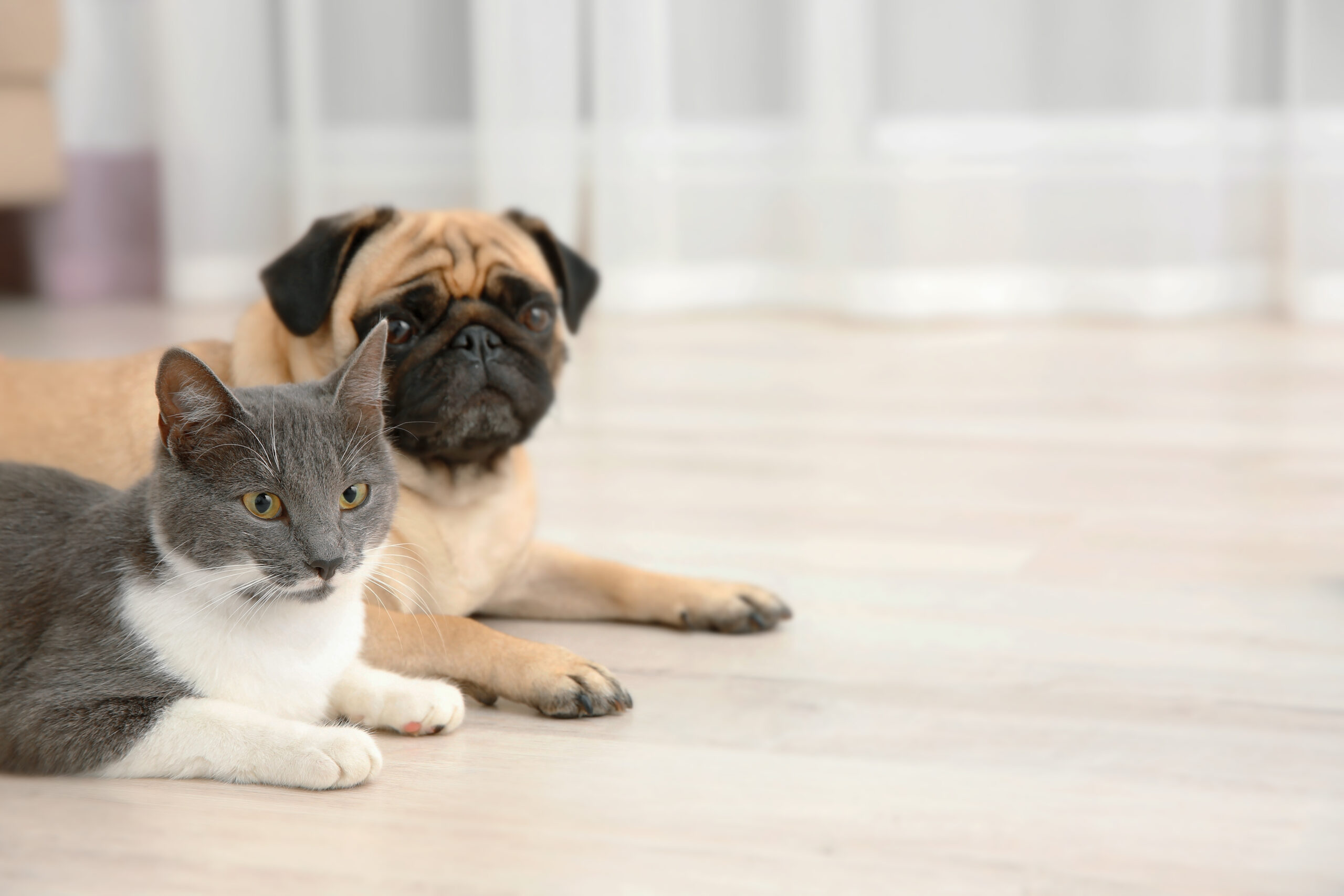 Cat and dog laying on floor