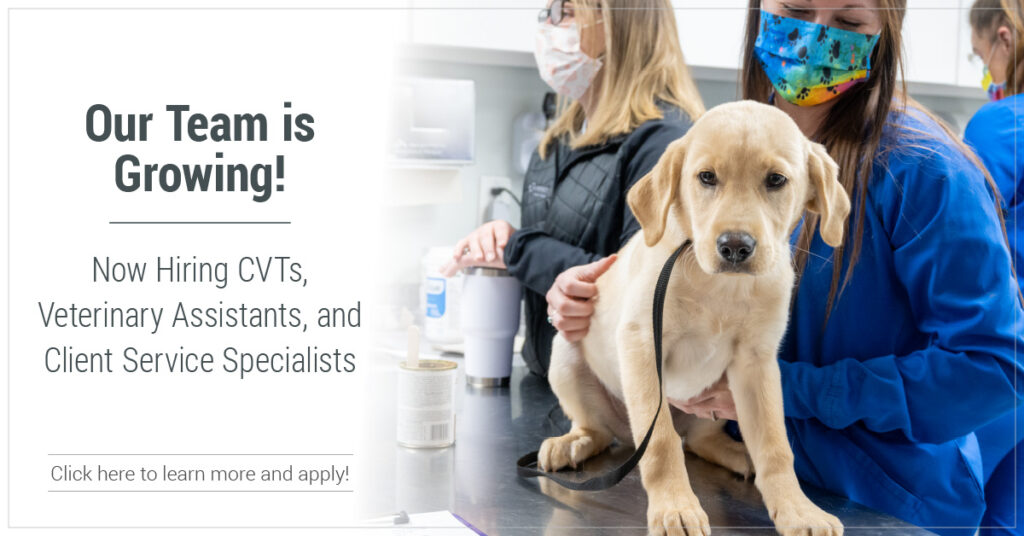 Home All Paws Animal Hospital