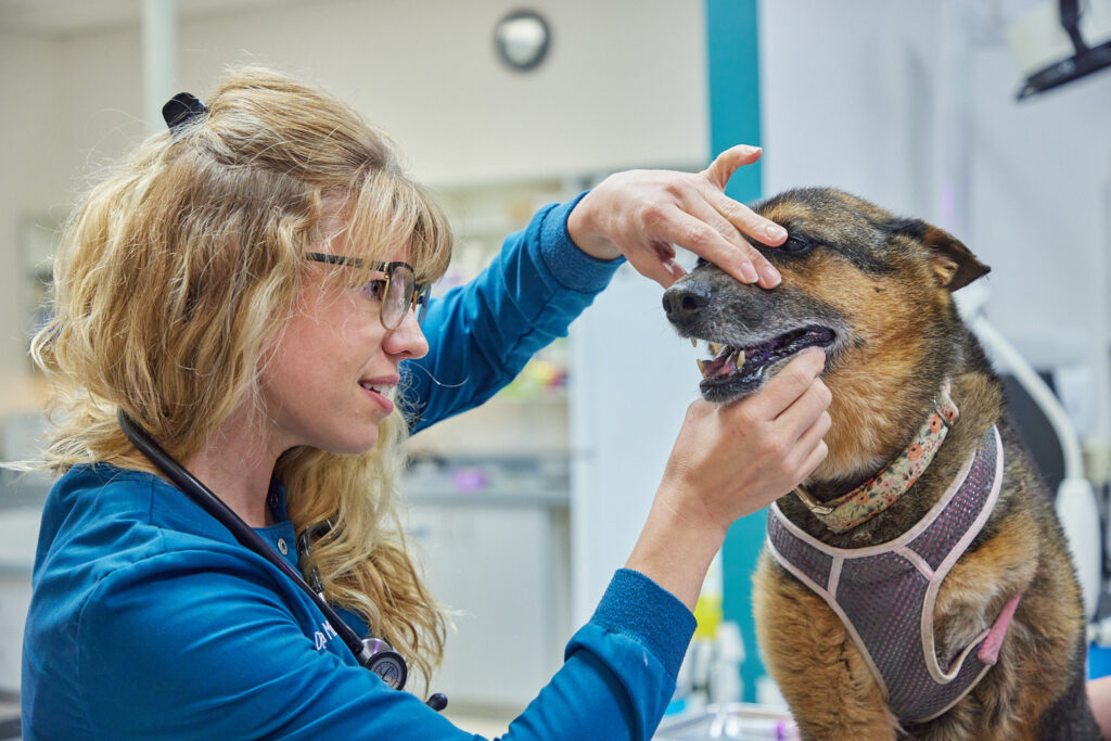 This image has an empty alt attribute; its file name is All-Paws-Office-Photos-13-1-1024x683.jpg