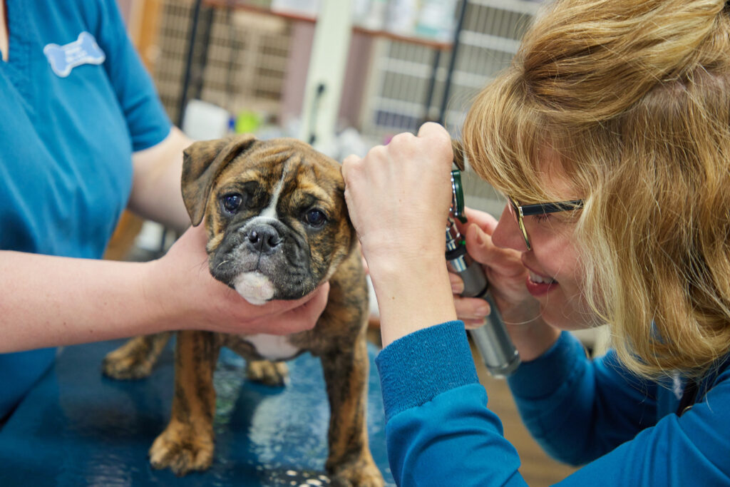 This image has an empty alt attribute; its file name is All-Paws-Office-Photos-8-1-1024x683.jpg